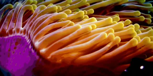 Awesome Anemone